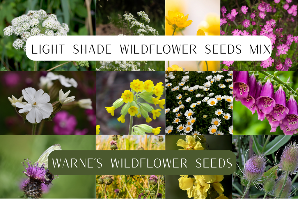 Light shade wildflower seed mix