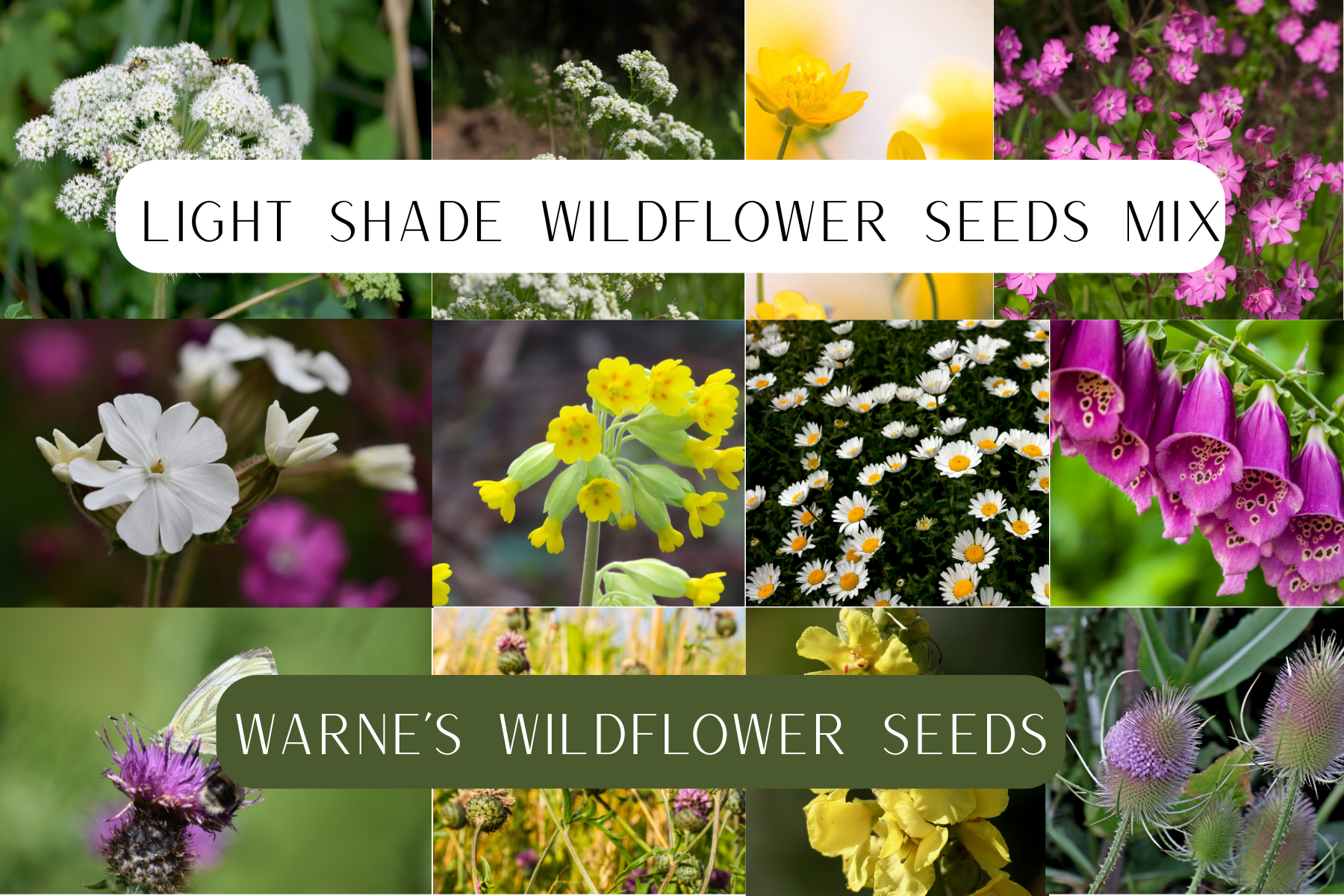 Light shade wildflower seed mix