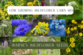 Low growing wildflower seed mix
