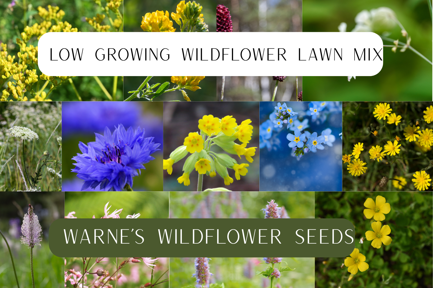 Low growing wildflower seed mix