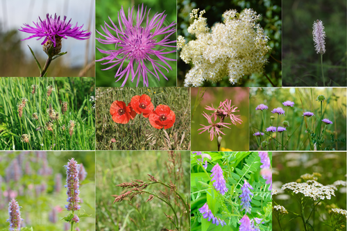Heavy clay wildflower seed mix