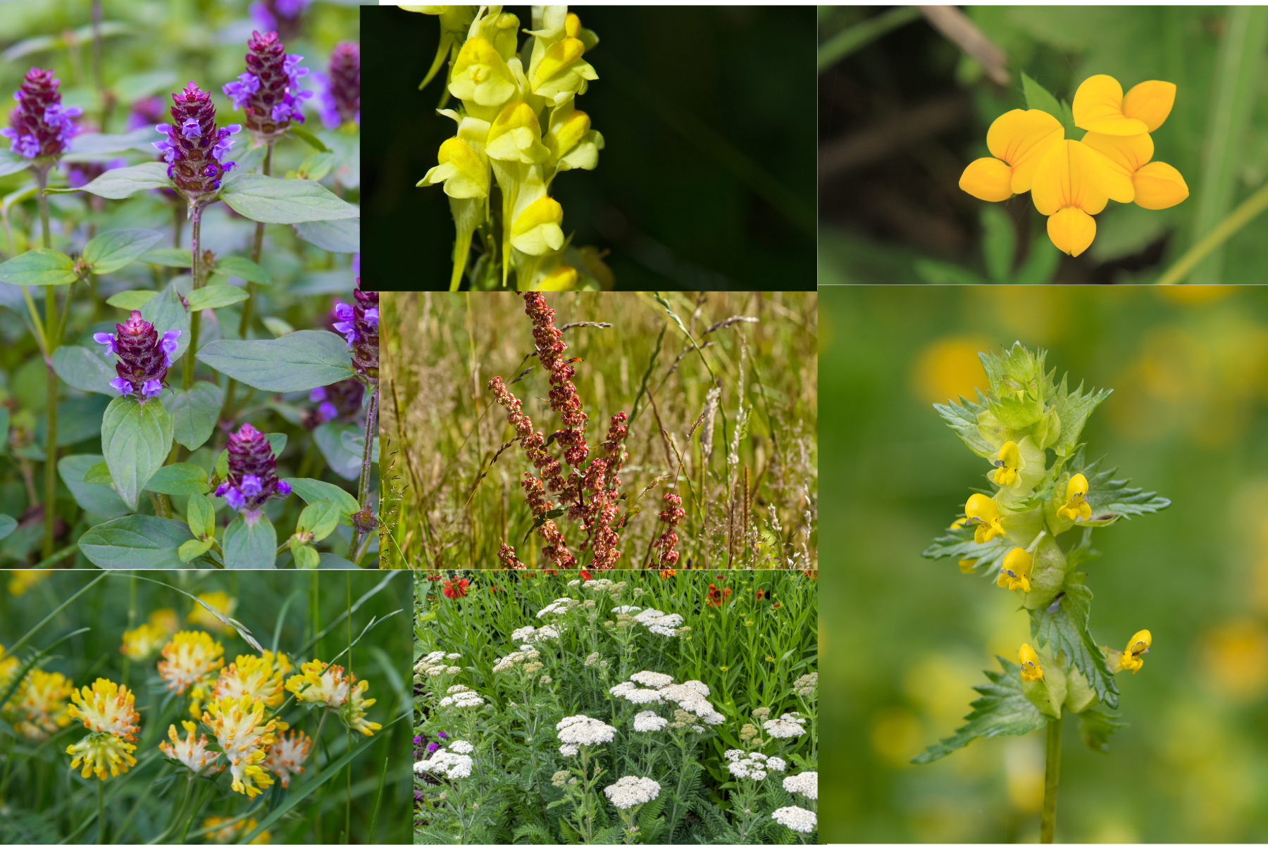 Low growing wildflower seed mix