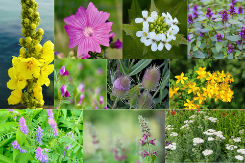 Light shade wildflower seed mix