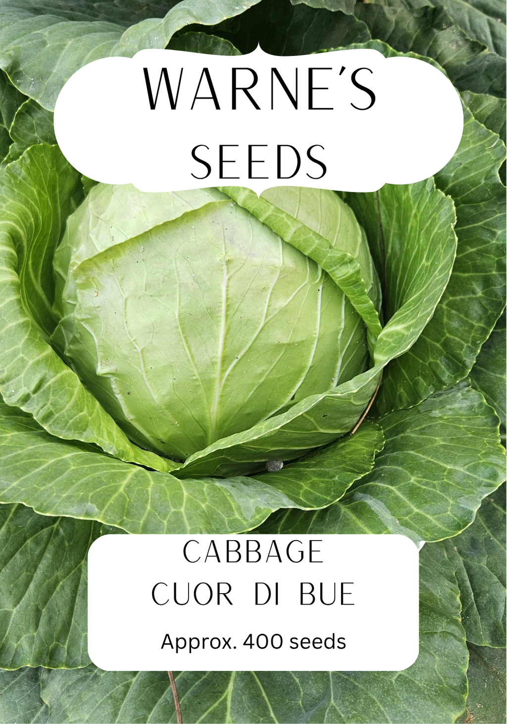 Cabbage - Cuor Di Bue seeds