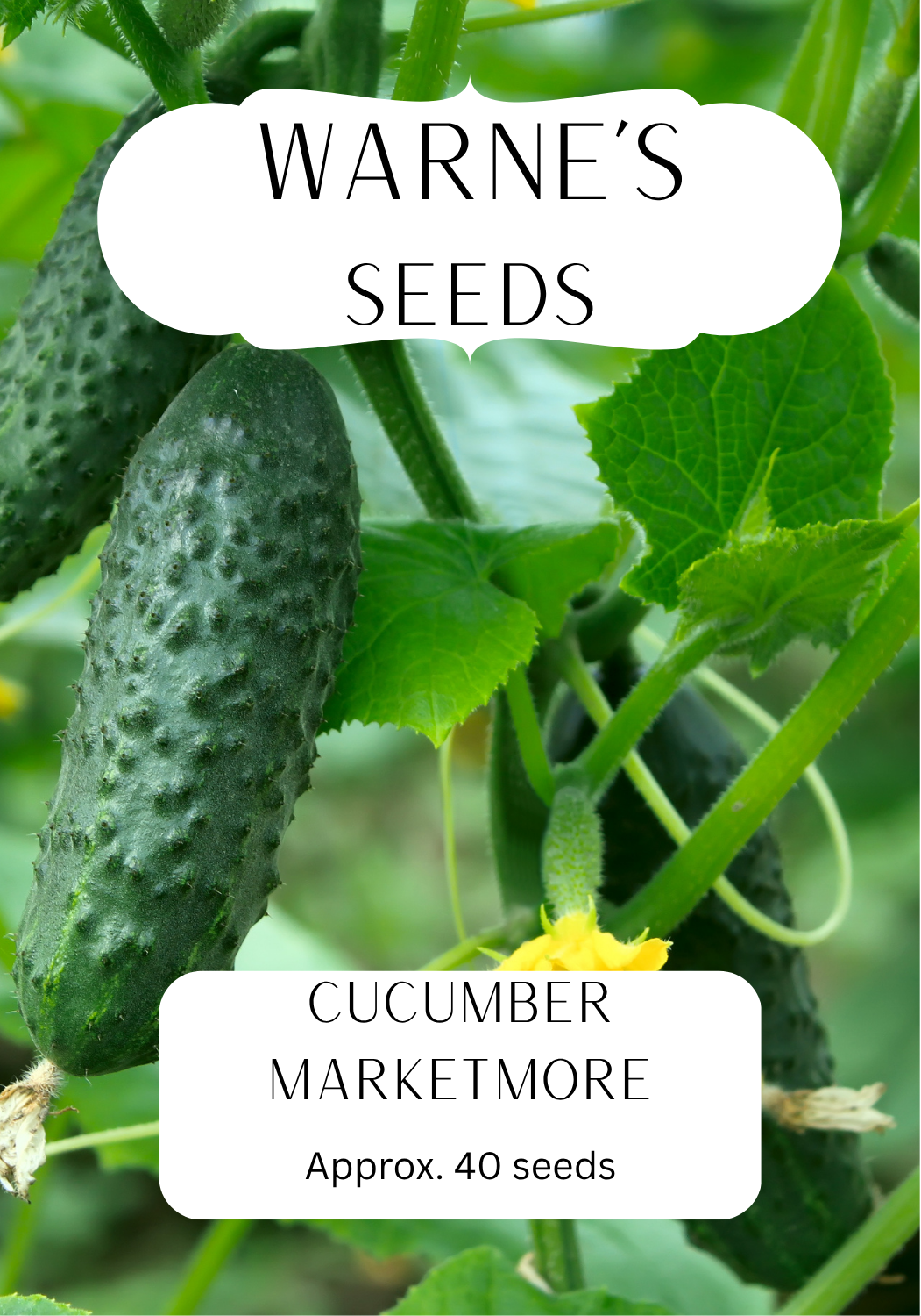 Cucumber - Marketmore seeds
