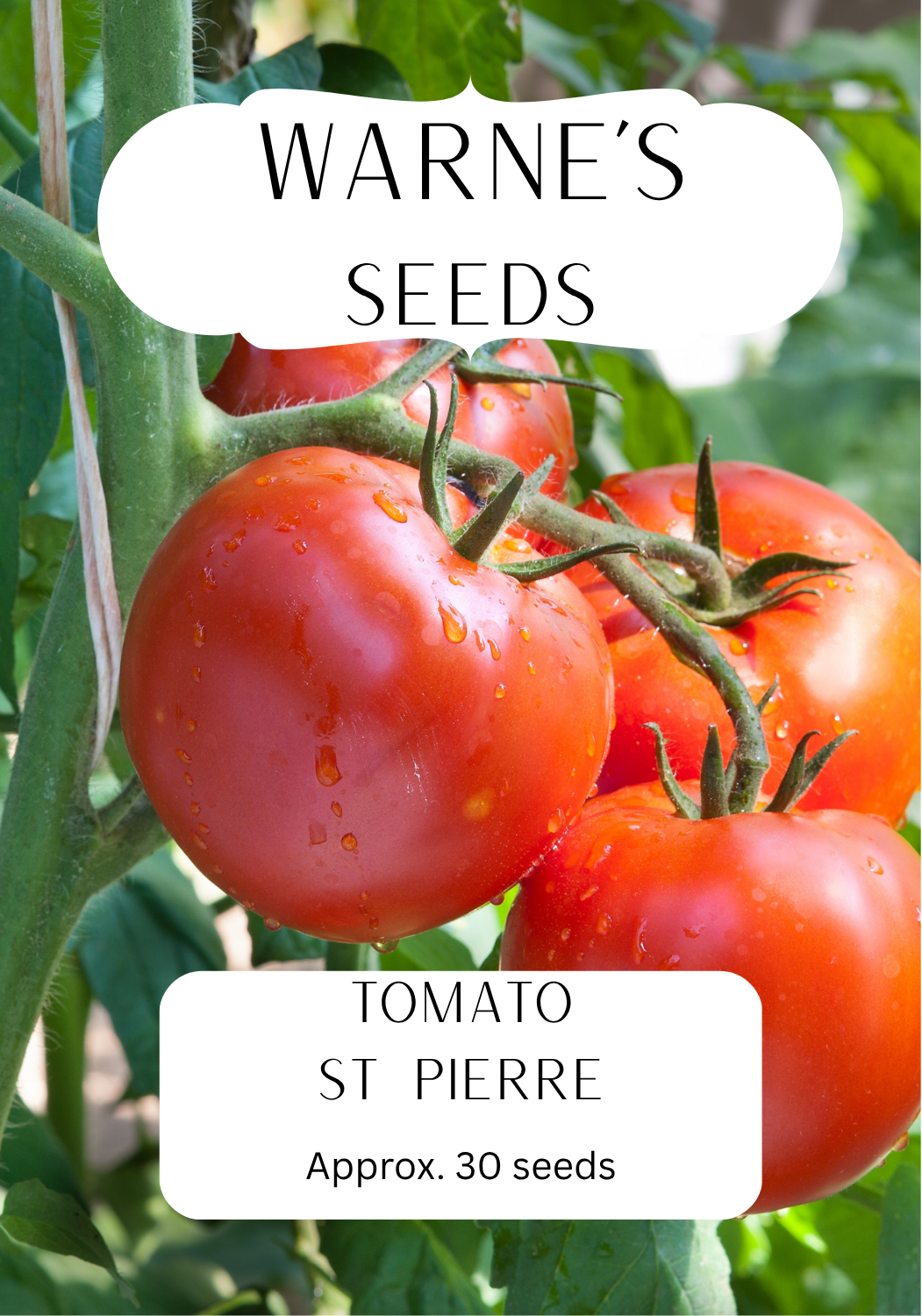 Tomato - St Pierre seeds