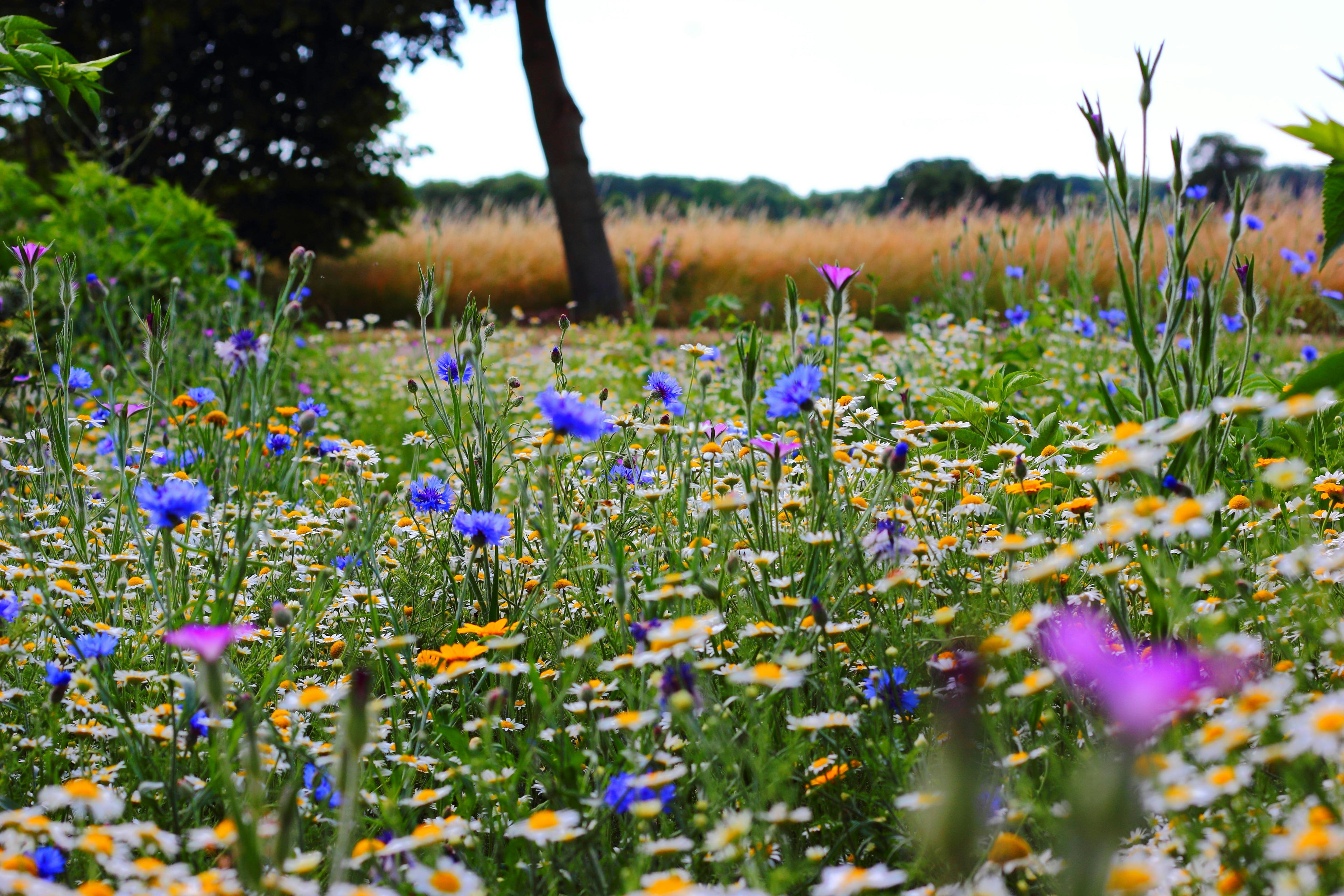 Cornfield annual wildflower mix