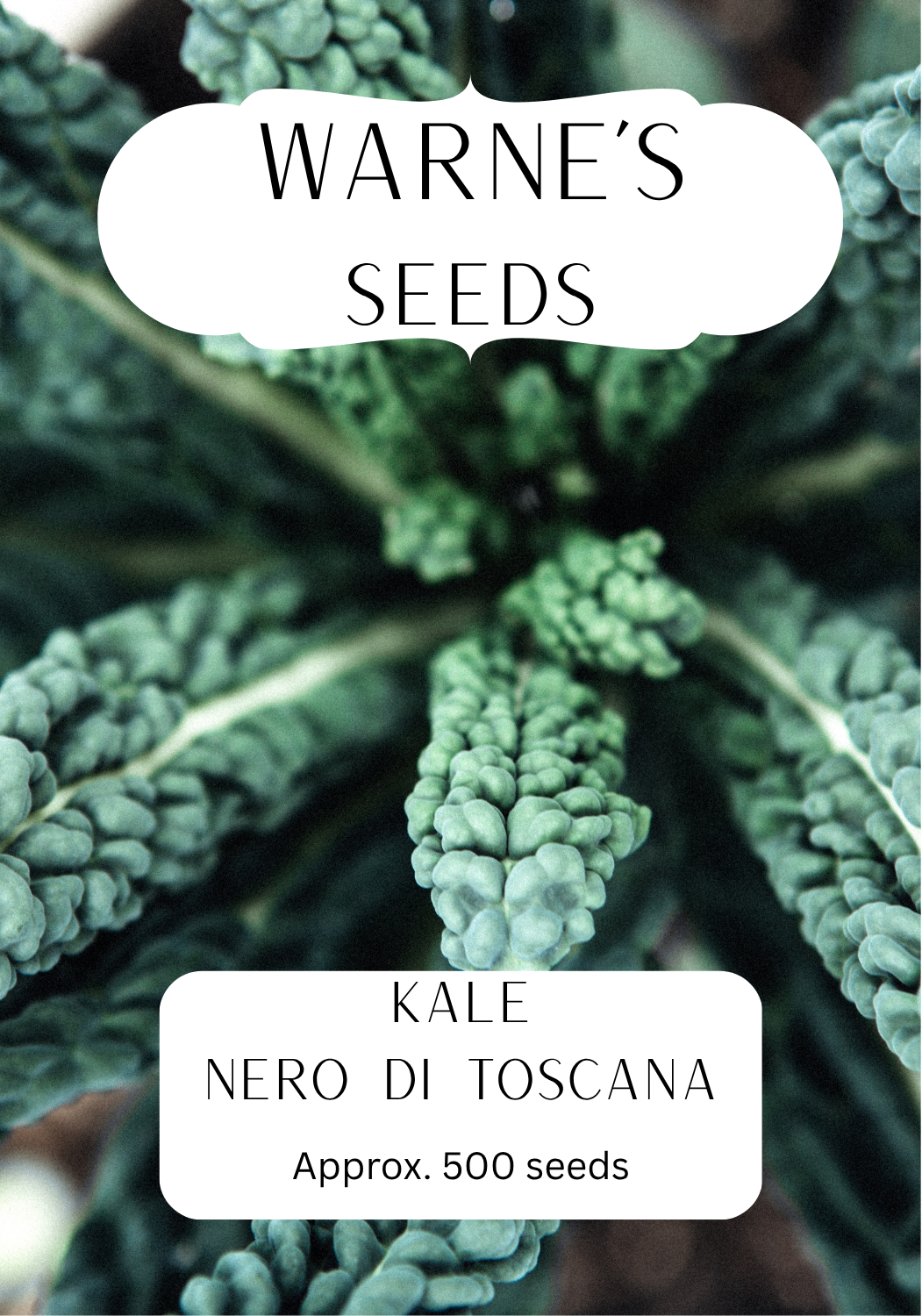 Kale - Nero Di Toscana seeds