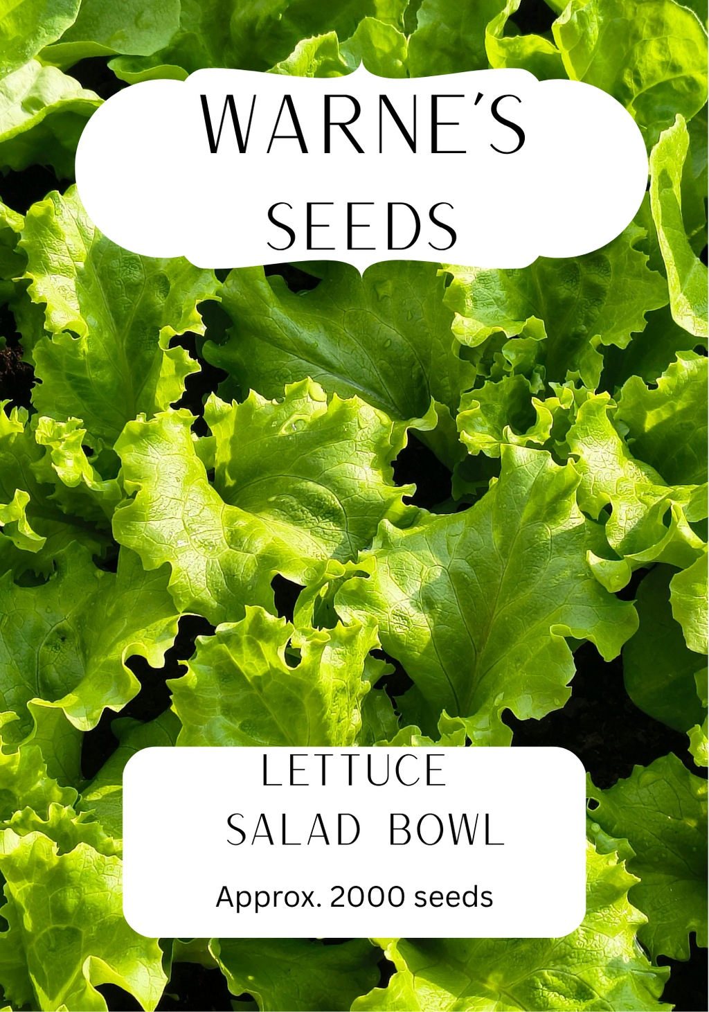 Lettuce - Salad Bowl seeds