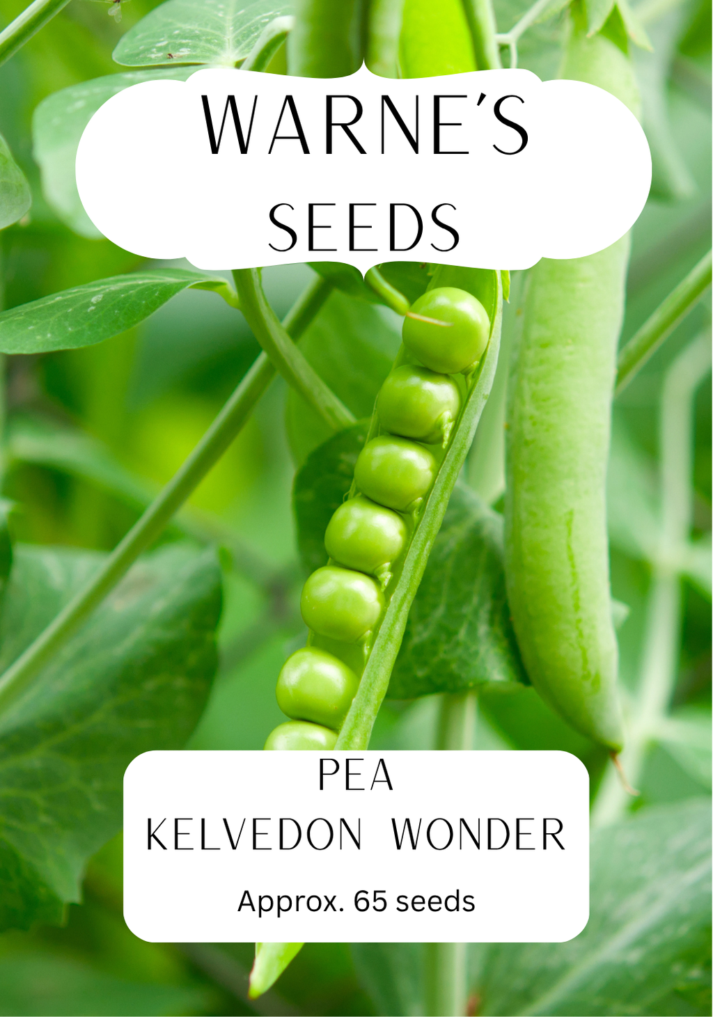 Pea - Kelvedon Wonder seeds