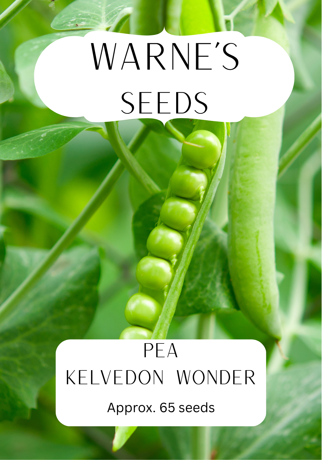 Pea - Kelvedon Wonder seeds