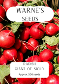 Radish - Giant Of Sicily seeds