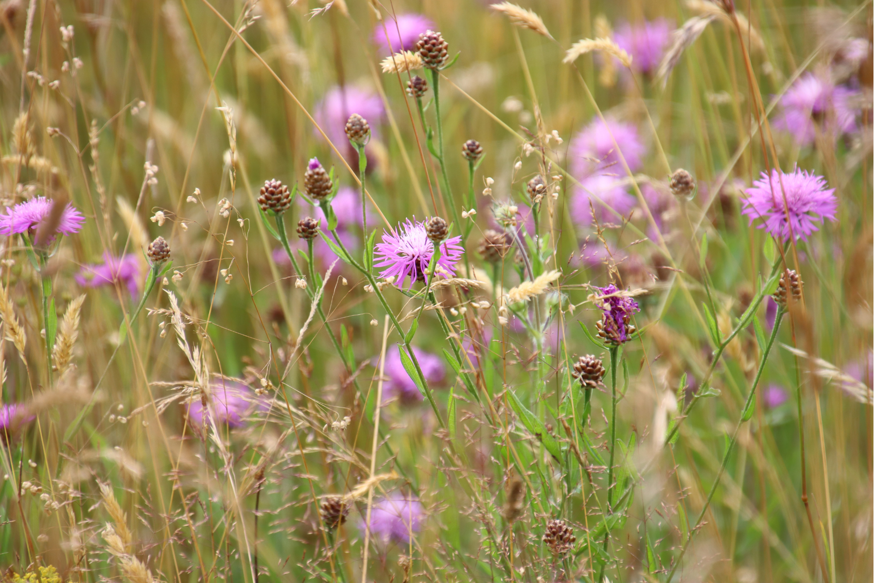 Heavy clay wildflower seed mix